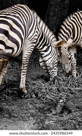 The zebra: African equid with distinctive black and white stripes. Herbivore found in grasslands. Social animal, often in herds.
