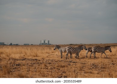 Zebra Against Nairobi City Skyline