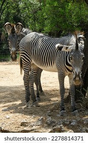 Zebra among the trees in the zoo of Montpellier in France - Shutterstock ID 2278814371