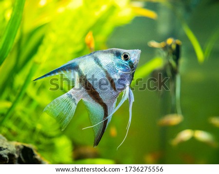 zebra Angelfish in tank fish with blurred background (Pterophyllum scalare)