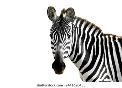zebra animal isolated on white background, zebra face isolated on white background, zebra isolated.