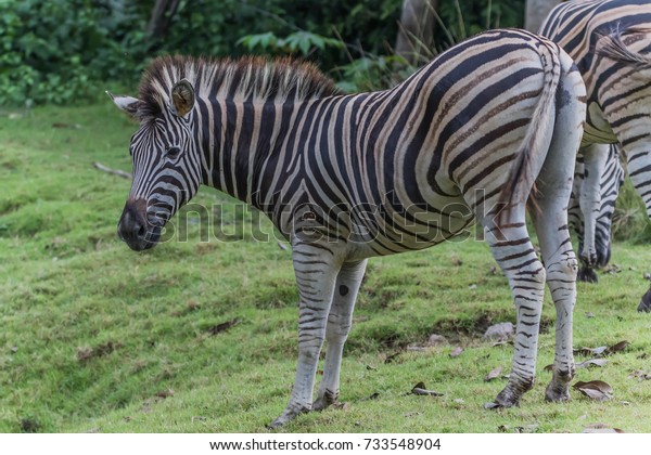 Zebra animal mammal hoofed odd.\
Classified in the genus horse (Eguus) and is in subgenus\
Hippotigris (eg zebra tiger) and Dolichohippus. Divided into 3\
types