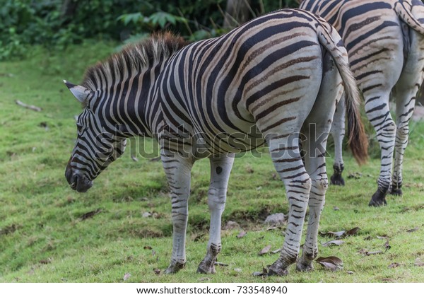 Zebra animal mammal hoofed odd.\
Classified in the genus horse (Eguus) and is in subgenus\
Hippotigris (eg zebra tiger) and Dolichohippus. Divided into 3\
types