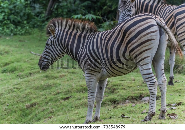 Zebra animal mammal hoofed odd.
Classified in the genus horse (Eguus) and is in subgenus
Hippotigris (eg zebra tiger) and Dolichohippus. Divided into 3
types