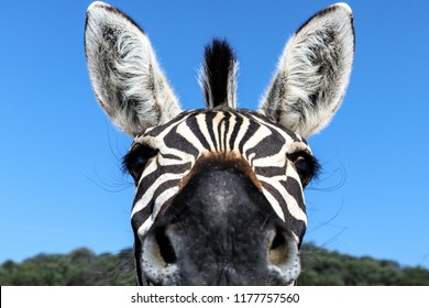 Zebra, animal, portrait, wildlife 