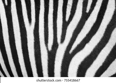 zebra animal skin texture as nice background