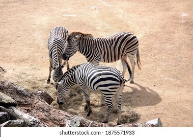 Zebra At Auckland Zoo New Zealand