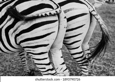 Zebra Back. Black And White. Two Booty Of Couple Pair Of Zebra Horses Eating Grass Turned Backs. Safari Adventure. Leaving Zebras Goodbuy.  Waving Tail. Show Disrespect Messing 