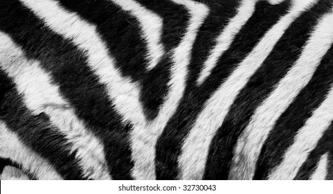 84,001 Zebra Fur Images, Stock Photos & Vectors | Shutterstock