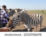 A zebra is being fed