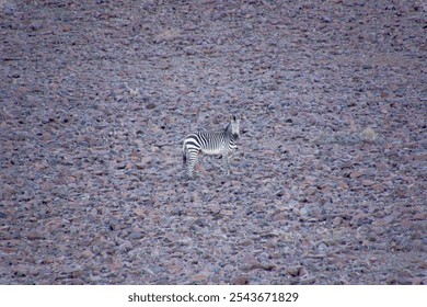 Zebra Between Sesriem and Aus, Namib Desert - Powered by Shutterstock