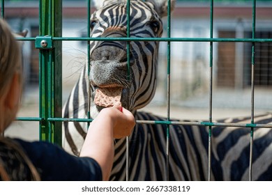 A zebra bites into a piece of bread offered by a girl through a green metal fence chewing as its mouth and teeth are clearly visible in the lively feeding moment at the zoo