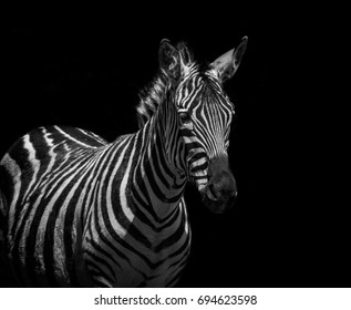 Zebra Black Background Stock Photo 694623598 | Shutterstock