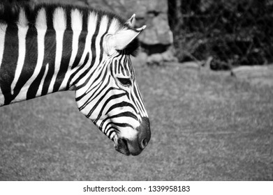 Zebra in black and white - Shutterstock ID 1339958183