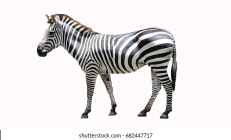 Zebre Images Stock Photos Vectors Shutterstock