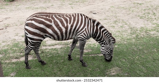 Zebra black and white grazing - Powered by Shutterstock