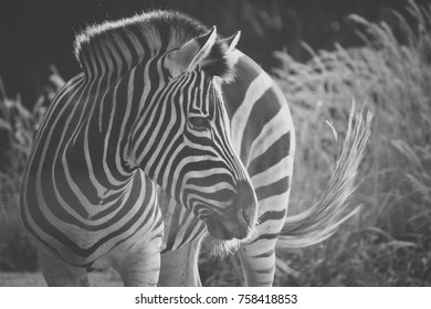 Zebra Black And White Looking Side Right In Zoo Getúlio Vargas Ondina Salvador Bahia Brazil