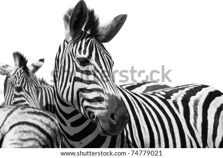 Zebra Black and white portrait high contrast