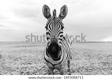 Zebra black and white portrait. Unique wild animal looking to the camera. curious animal communicating. big nose Funny looking cute zebra shallow depth of field eyes in focus.  Dramatic creative photo