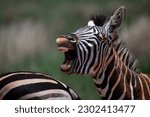 A zebra braying with a dark background