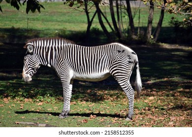 Zebra At Bronx Zoo, New York