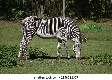 Zebra At Bronx Zoo, New York