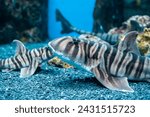 Zebra bullhead shark (Heterodontus zebra) swimming in the sea