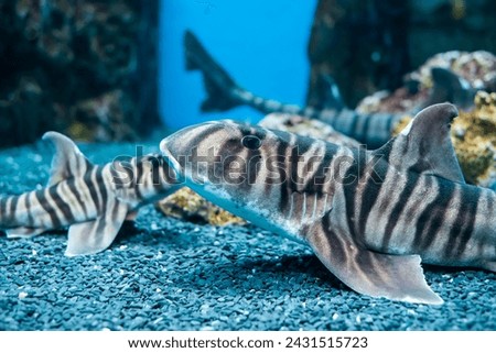Zebra bullhead shark (Heterodontus zebra) swimming in the sea