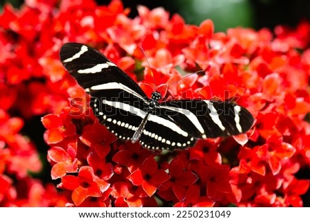 Zebra butterfly on red flower
