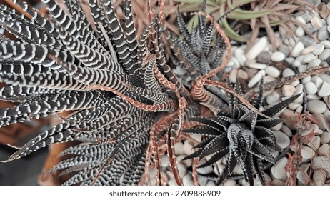 Zebra Cactus whose scientific name is Haworthiopsis fasciata or Haworthiopsis attenuata is planted as an ornament in cafes which adds aesthetics with small stones as a planting medium.