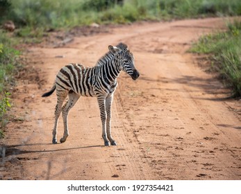 Zebra Calf In The Dirt Road