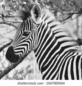 Zebra Calf Posing