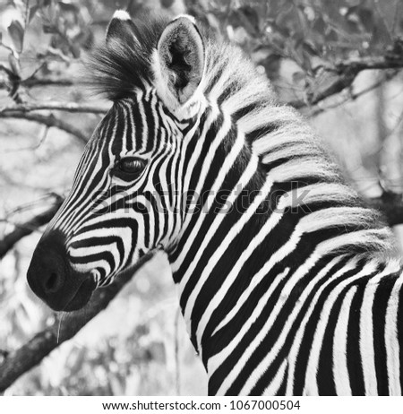 Zebra calf posing