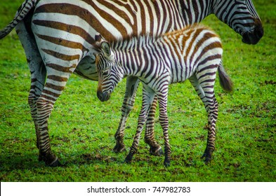 Zebra With Calf In Serengeti