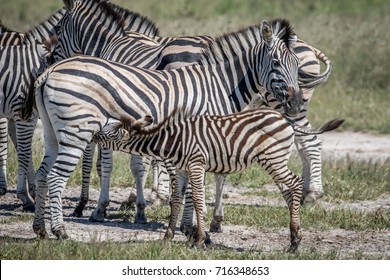 Zebra calf suckling from his mother in the Chobe National Park, Botswana.