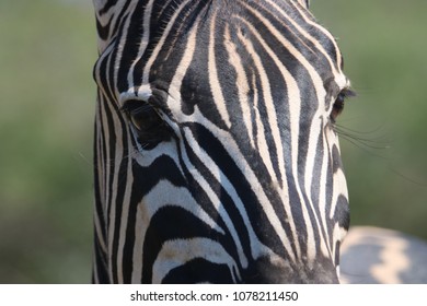 Zebra close up 