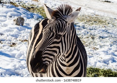 Zebra Close Up Being Goofy