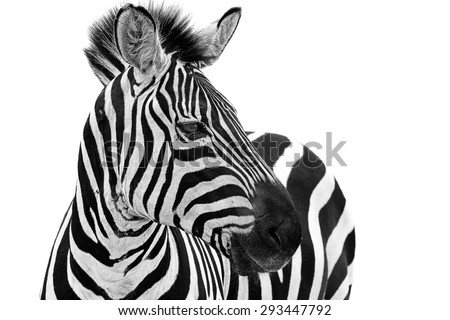 Zebra close up portrait. Zebra animal isolated on a white background 