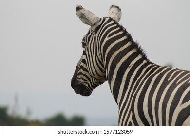 Zebra, a close-up from behind
