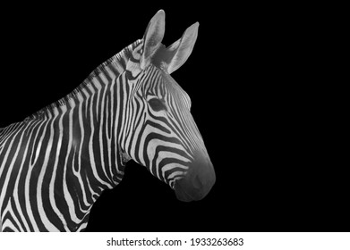 128,168 Zebra on black background Images, Stock Photos & Vectors ...