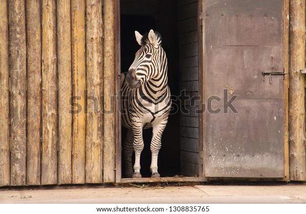Zebra Costs Open Doors Stable Stock Photo Edit Now 1308835765