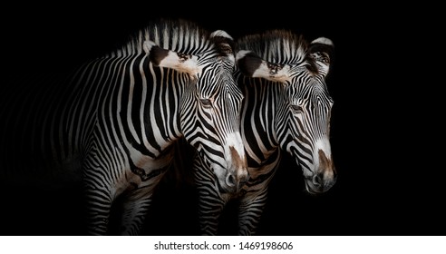 Zebra couple with black background 
