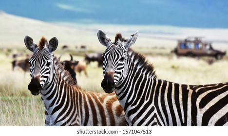Zebra couple looking deeply in the lense at ngorongoro crater, Tanzania