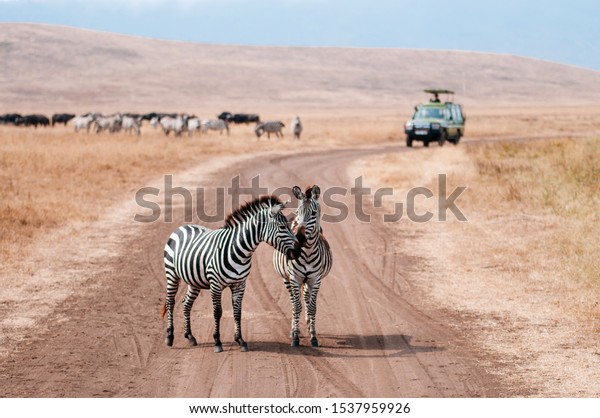 Zebra couple on\
dirt road and Safari offroad car in golden grass field in\
Ngorongoro consevation area, Serengeti Savanna forest in Tanzania -\
African safari wildlife watching\
trip