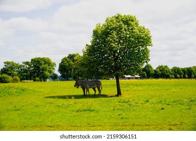 Zebra couples in the shade