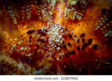 Zebra Crab From Malapascua Dive Site