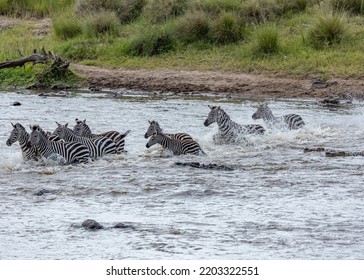 Zebra Crossing Maasai Mara River