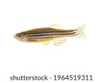 Zebra Danio fish cutout isolated on a white background