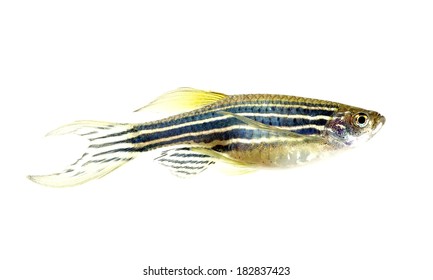 Zebra Danio Fish Isolated White 