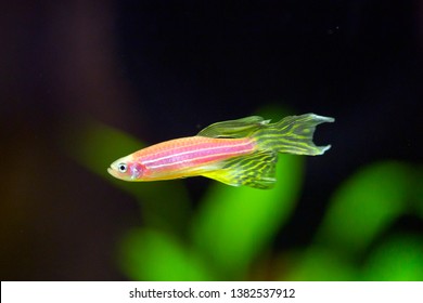 Zebra Danio GloFish -  Danio Rerio